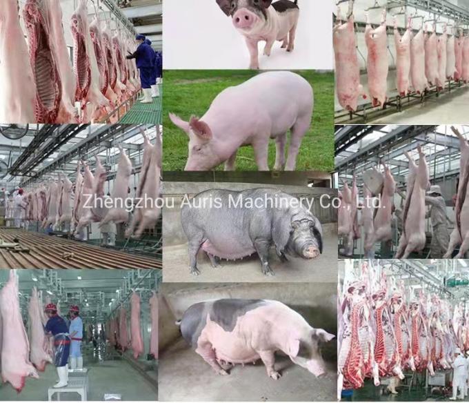 A linha comercial cabelo da chacina do porco do uso do porco da máquina de processamento da carne de porco que remove o equipamento para o matadouro dos suínos depila a máquina