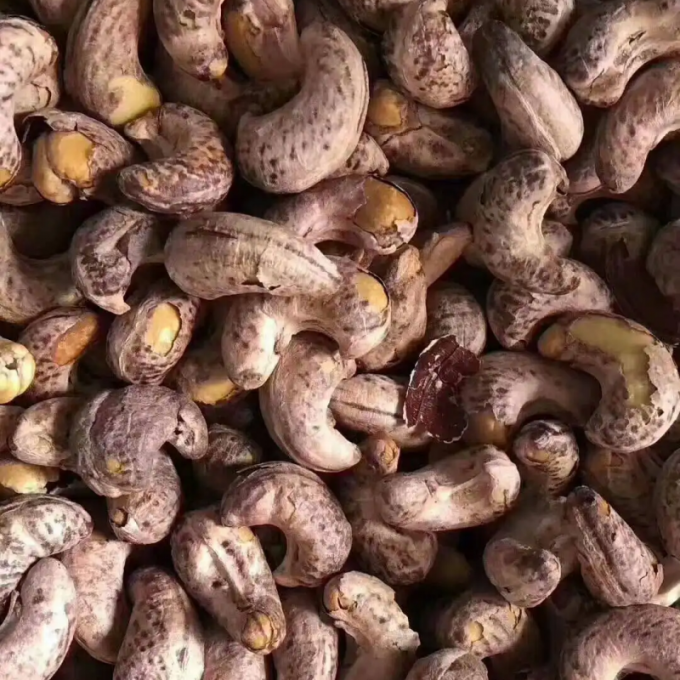 Caju comercial que processa a linha de produção linha de produção da porca de caju do torrador de Peeler do Sheller do graduador da porca de caju